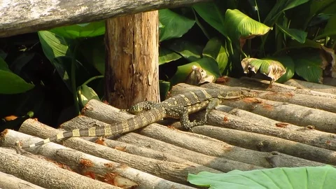 Monitor Lizard Crossing a Wooden Bridge Stock Footage 81164722
