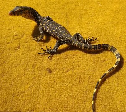 A monitor lizard cub on a brown carpet Stock Photos
