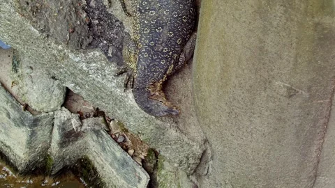 Monitor lizard descending a tiered concrete embankment in Kuala Lumpur Stock Footage 343737125