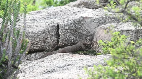 Monitor lizard digging for something in Jawai national park Video stock 284814744