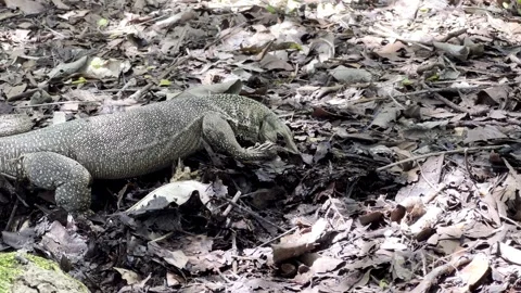 Monitor Lizard Digging Through Foliage Stock Footage 261249138