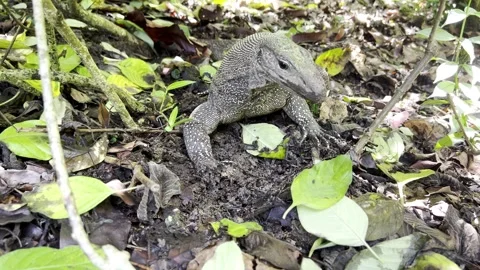 Monitor Lizard Digging Up a Worm Stock Footage 261249024