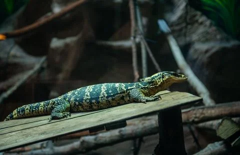 Monitor Lizard Displaying Unique Pattern Stock Photos