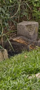 Monitor Lizard in Drainage Stock-Fotos