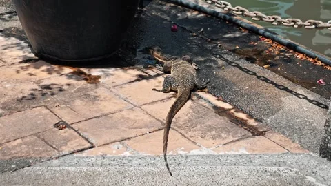 Monitor lizard drinking water from puddle, urban park environment Vídeo Stock 332862904