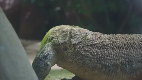 Monitor lizard during molting. The skin peels off the monitor lizard Video stock 138404428