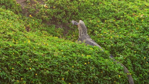 Monitor lizard eating rat in green bushes with yellow flowers Vidéo 344999894