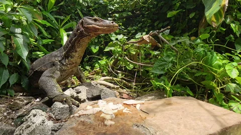 Monitor Lizard Eating Raw Meat and Licking Its Mouth While Standing on Rubble Stock Footage 314435665