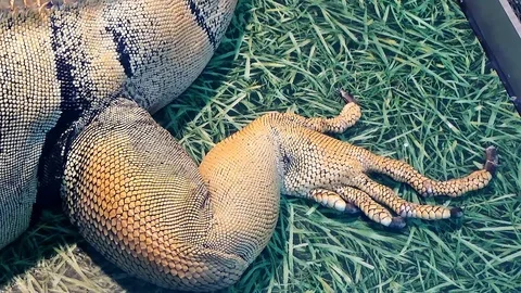 The monitor lizard is in the enclosure Stock Footage 126149672