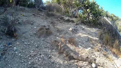 Monitor lizard escapes Video stock 87756908