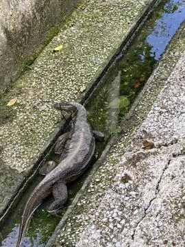 Monitor lizard explores a city drain Fotos de archivo