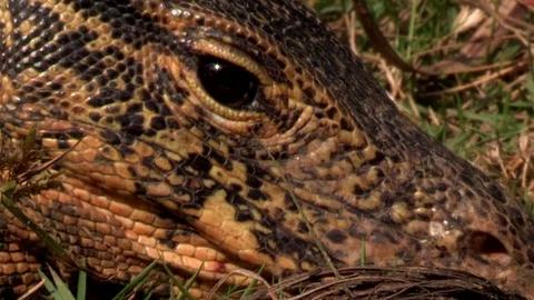 Monitor Lizard Eye Blinking Video stock 86475872