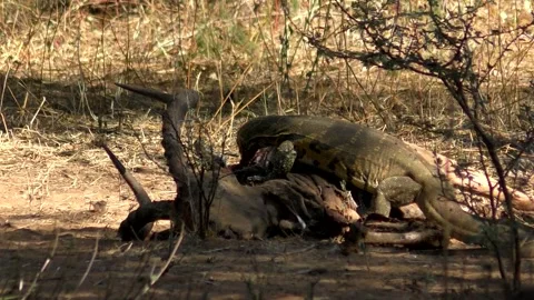 Monitor Lizard Feeding on Dead Animal  (115-b) Stock Footage 152810679