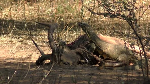 Monitor Lizard Feeding on Dead Impala _clip-116 Stock Footage 291529523