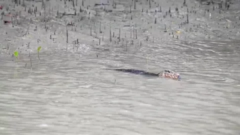 Monitor Lizard flicking its tongue out near the bank in Sundarbans Stock Footage 252738441