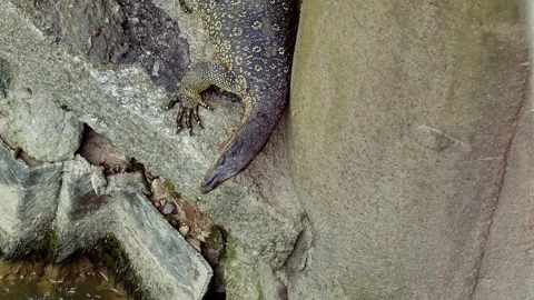 Monitor lizard flicking tongue on a concrete ledge riverbank wall Stock Footage 343737105