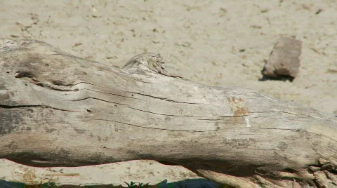 Monitor Lizard 库存影片 363779