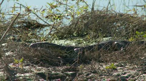 Monitor Lizard  库存影片 372677