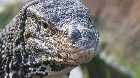 Monitor lizard Video stock 1079955