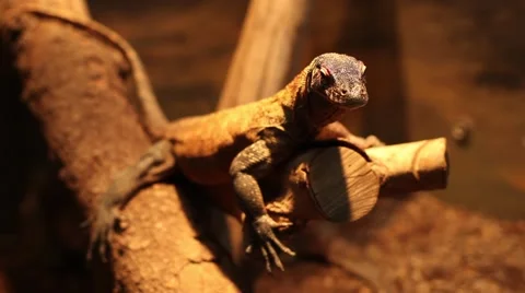Monitor Lizard Stock Footage 40653714