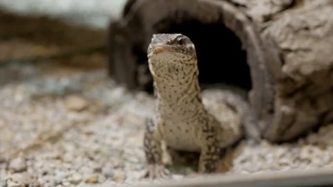 Monitor Lizard Video stock 74875095