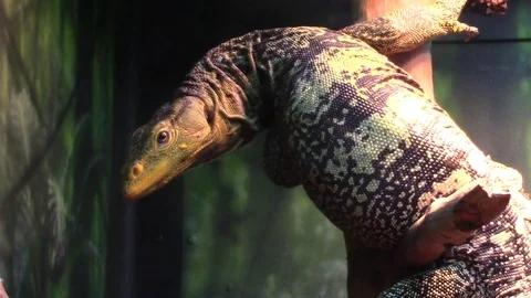 Monitor lizard Video stock 78827668