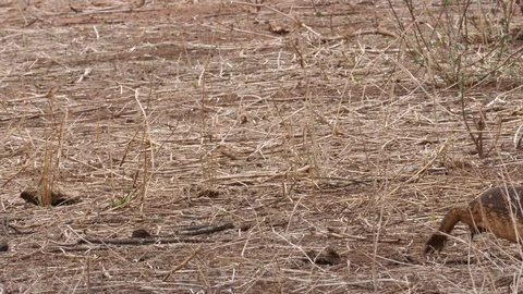 Monitor Lizard Video stock 125416131