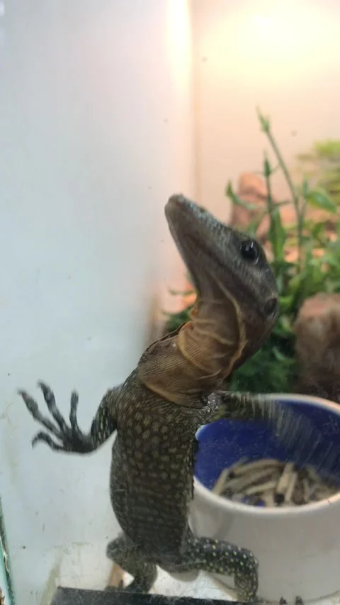 Monitor lizard Stock Footage 146882594