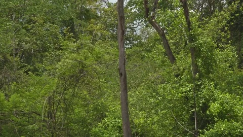 A Monitor Lizard Stock-Footage 157644365