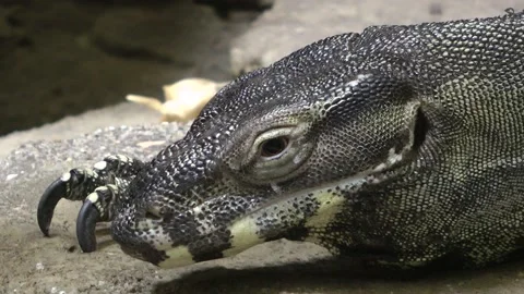 Monitor lizard Stock Footage 159513369