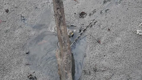 Monitor lizard Video stock 252932965