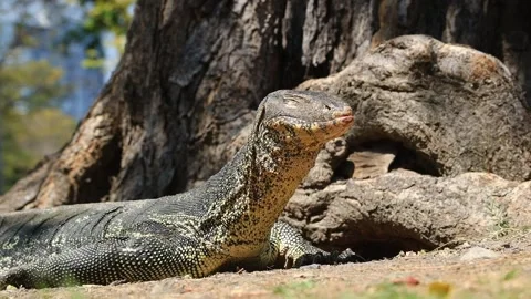 Monitor lizard Stock Footage 302806335