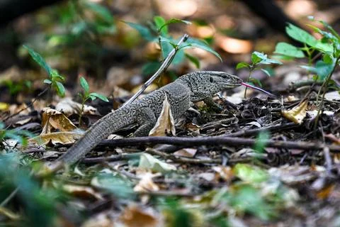 Monitor Lizard On Forest Floor With Extended Tongue In Natural Habitat Stock Photos