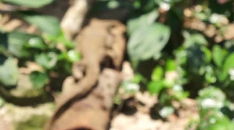 Monitor Lizard in the garden Stock Footage 66422071