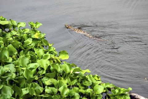 Monitor Lizard Gliding Through Calm Water Near Lush Green Shoreline Plants Foto stock