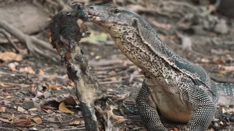Monitor lizard gnawing on a bone in Lumpini park, Bangkok Stock Footage 65241867