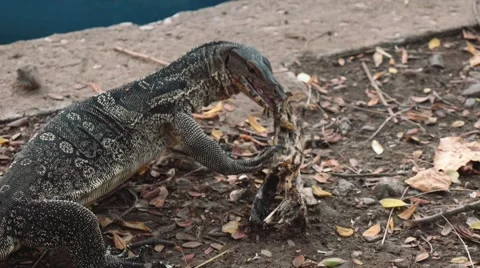 Monitor lizard gnawing on a bone in Lumpini park, Bangkok Stock Footage 65241995