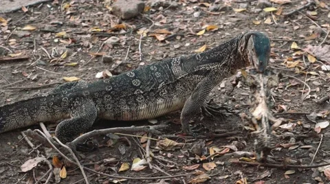 Monitor lizard gnawing on a bone in Lumpini park, Bangkok Stock-Footage 65242005