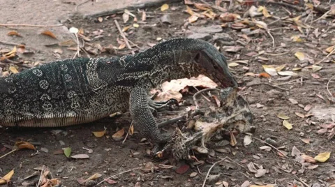 Monitor lizard gnawing on a bone in Lumpini park, Bangkok Video stock 65242225