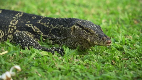 Monitor Lizard on the grass in the park turns to look at the camera. Stock Footage 331666574