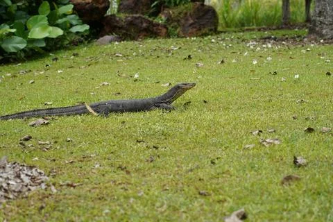 Monitor Lizard on Green Grass Exotic Wildlife Scene Foto stock