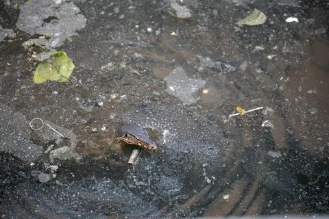 Monitor lizard head emerging from polluted water Bangkok canal 스톡 사진