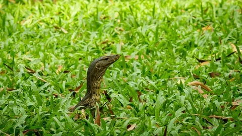 Monitor lizard head in a grass Thailand Stock Footage 78167471
