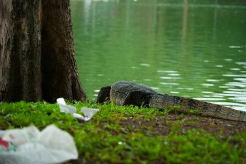 Monitor lizard heading back into water, Lumpini park, Bangkok  Stock Photos
