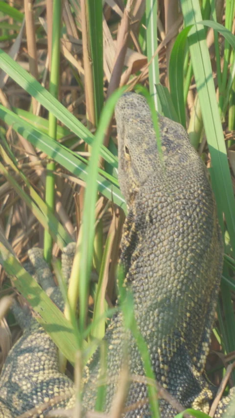 Monitor Lizard Hiding In Tall Green Grass In India Vídeo Stock 342078746