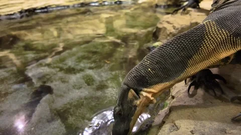 A monitor lizard on the hunt Stock-Footage 297122914