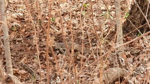 Monitor lizard  on hunt Stock Footage 336958643