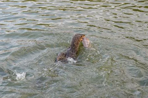 Monitor lizard hunting fish. Stock Photos