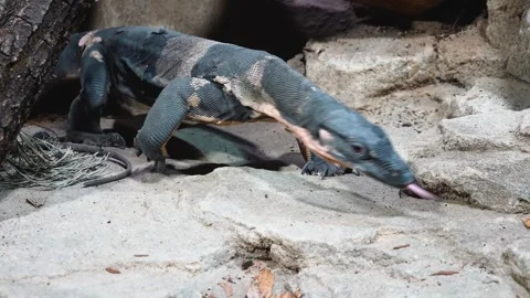 A Monitor lizard hunting Stock Footage 297009403