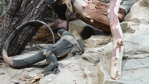 A monitor lizard hunting insects Stock Footage 297015704